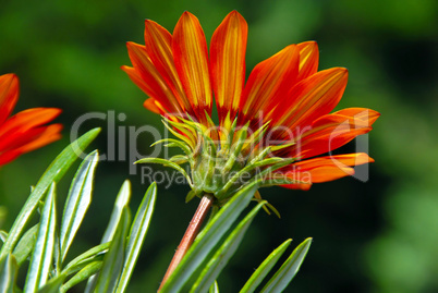 Orange flower over green