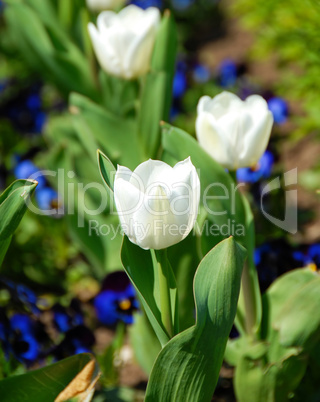 White tulips