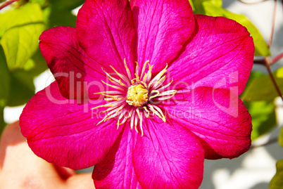 Pink clematis flower