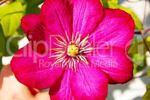 Pink clematis flower