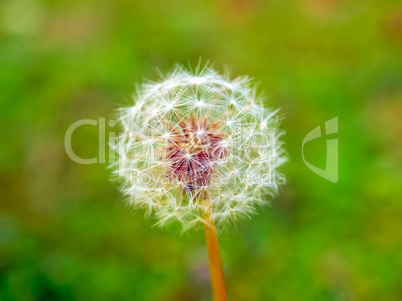 Dandelion