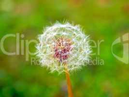 Dandelion