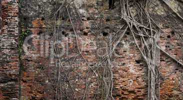 Background of ancient brick wall and roots