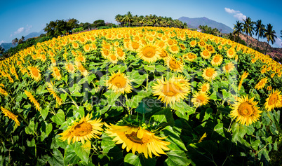 sunflowers