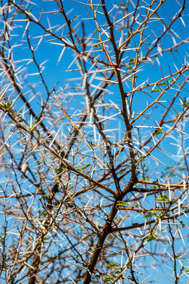 acacia bush