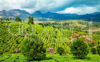 Tea plantations in India