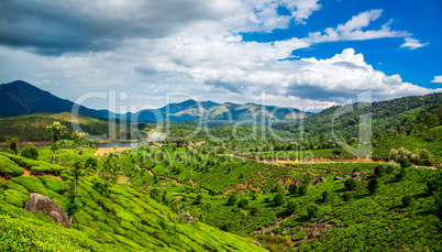 Tea plantations in India