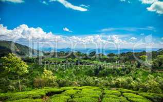 Tea plantations in India