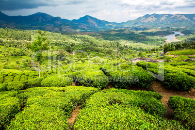 Tea plantations in India