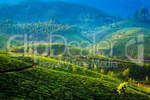 Tea plantations in India