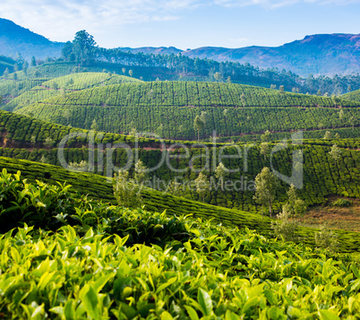 Tea plantations in India