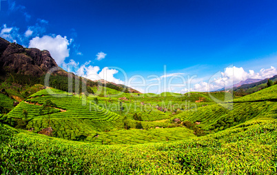 Tea plantations in India