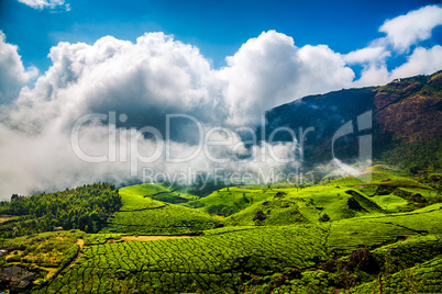 Tea plantations in India