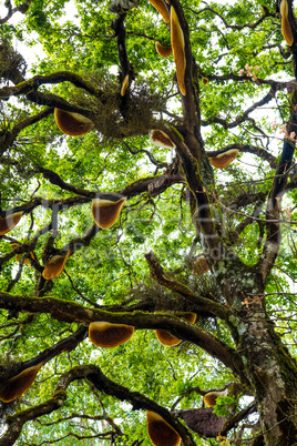 Beehive hanging over a tree in India