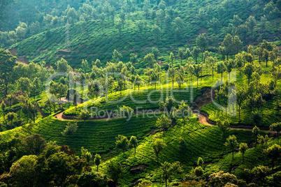 Tea plantations in India