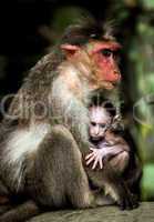 Baby monkey - Macacus mulatta also called the rhesus monkey