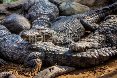 crocodile alligator