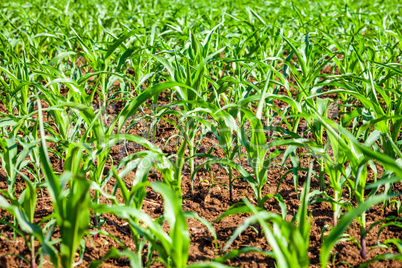 Young shoots of rice.