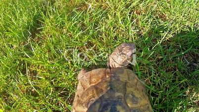 Tortoise walking over green grass, from above