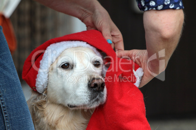 Labrador-Retriever mit Weihnachtsmütze