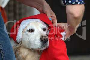 Labrador-Retriever mit Weihnachtsmütze