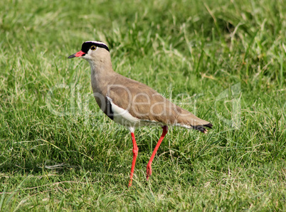 Crowned Plover Lapwing Bird