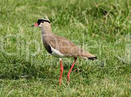 Crowned Plover Lapwing Bird