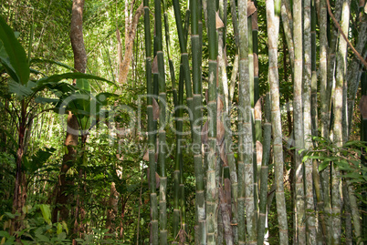 bamboo in rainforest