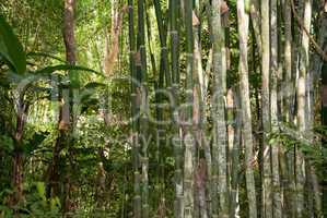 bamboo in rainforest