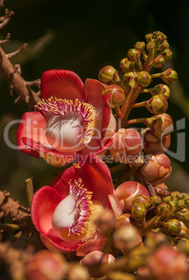 Cannonball Tree 2