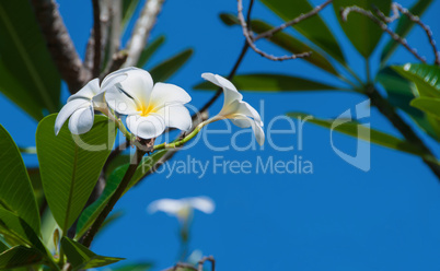 frangipani white