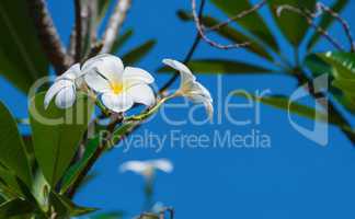 frangipani white