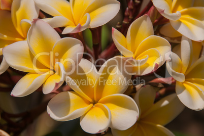 Frangipani yellow