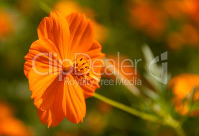 orange cosmos