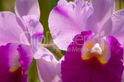 Orchid Cattleya purple