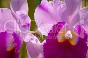 Orchid Cattleya purple
