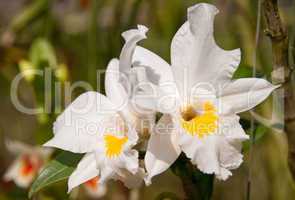 Orchid Cattleya White
