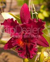 Orchid Cattleya