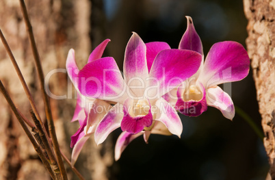 Orchid Dendrobium purple