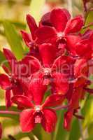 Orchid red