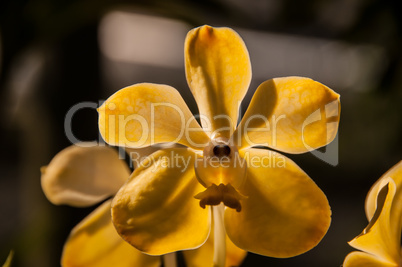 Orchid Vana yellow II