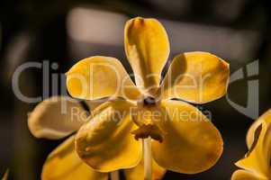 Orchid Vana yellow II