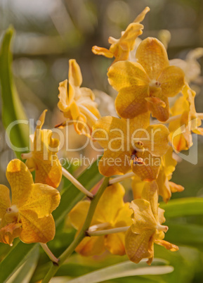 Orchid Vanda yellow