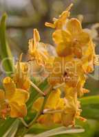 Orchid Vanda yellow