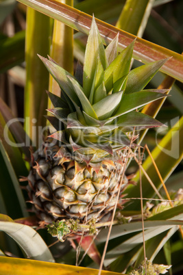 Pineapple Pineapple