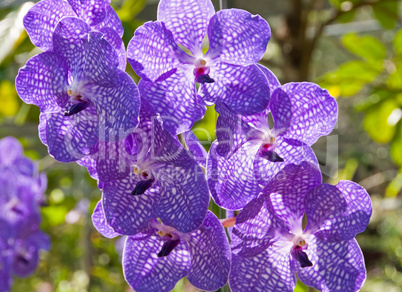 Orchid Vanda