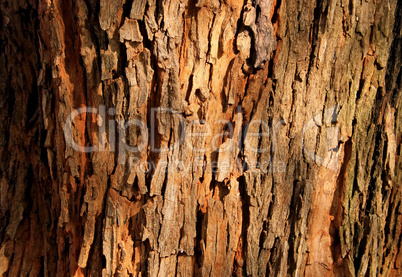 Tree Bark Background