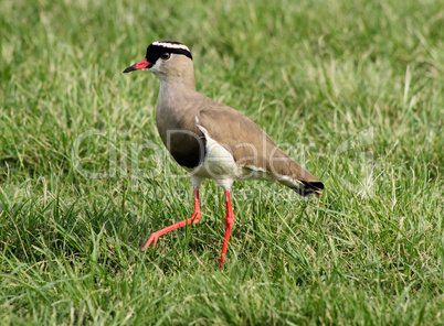 Crowned Plover Lapwing Bird Leg Forward