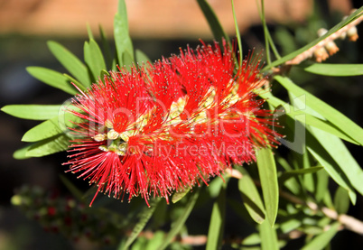 Close-up of Spiky Red Bottle Brush Flower