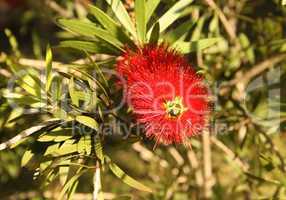 Close-up of Spiky Red Bottle Brush Flower